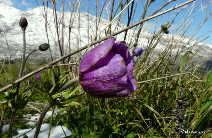 Anemone coronaria L.