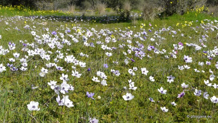 Anemone coronaria L.