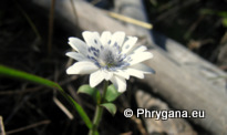 Anemone hortensis L. subsp. heldreichii (BOISS.) RECH. fil.