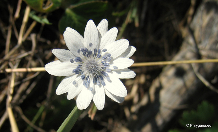 Anemone hortensis L. subsp. heldreichii (BOISS.) RECH. fil.