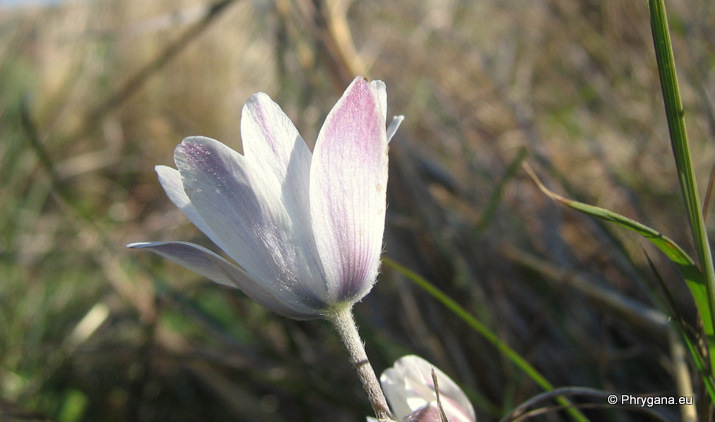 Anemone hortensis L. subsp. heldreichii (BOISS.) RECH. fil.