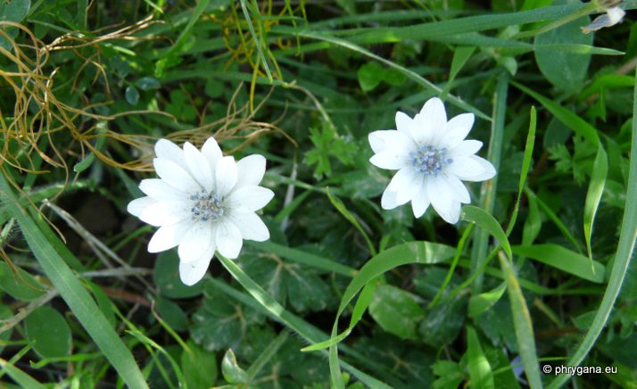 Anemone hortensis L. subsp. heldreichii (BOISS.) RECH. fil.