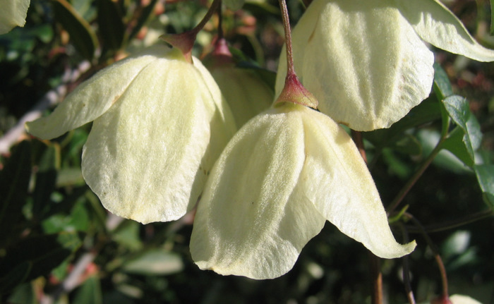 Clematis cirrhosa L.