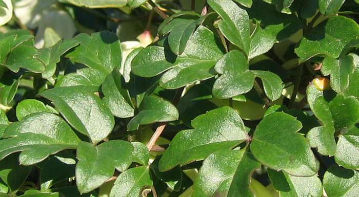 Clematis cirrhosa L.