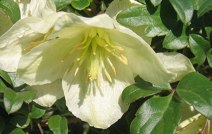 Clematis cirrhosa L.