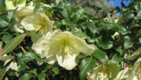 Clematis cirrhosa L.