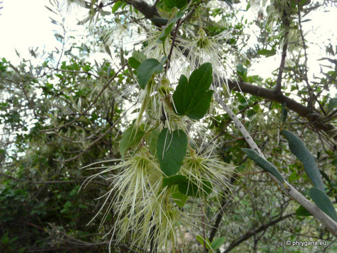 Clematis cirrhosa L.