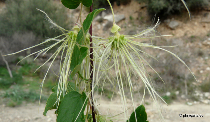 Clematis cirrhosa L.