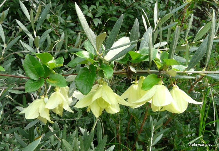 Clematis cirrhosa L.