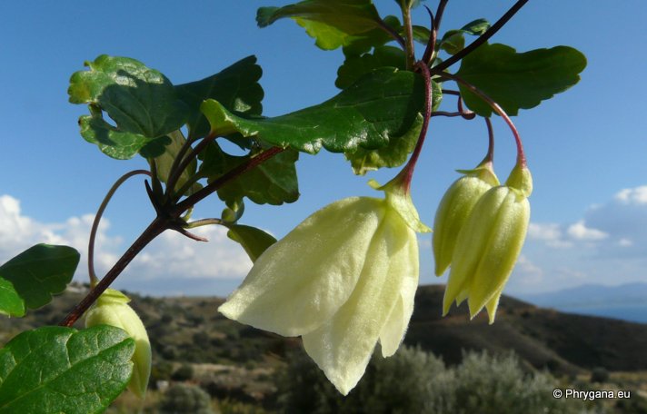 Clematis cirrhosa L.