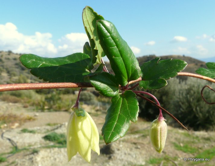 Clematis cirrhosa L.