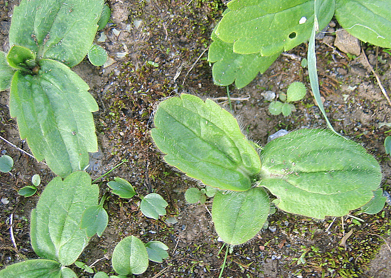 Ranunculus bullatus L.