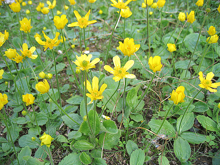 Ranunculus bullatus L.