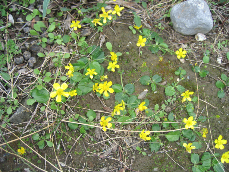 Ranunculus bullatus L.