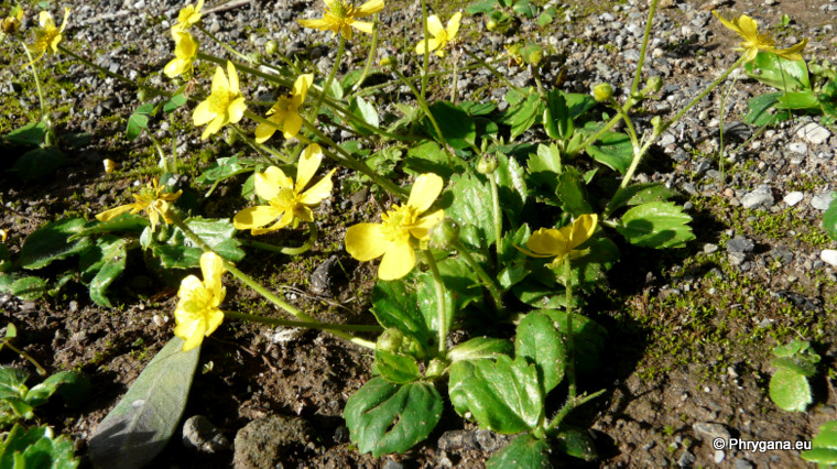 Ranunculus bullatus L.