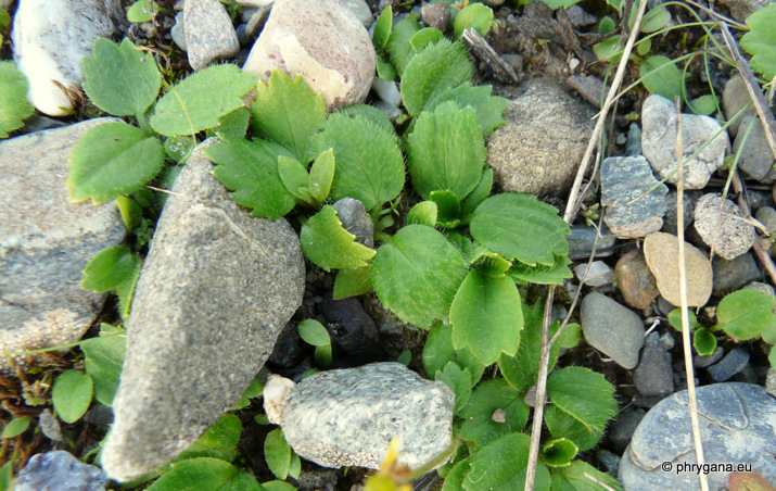 Ranunculus bullatus L.
