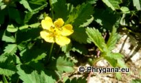 Potentilla reptans L.