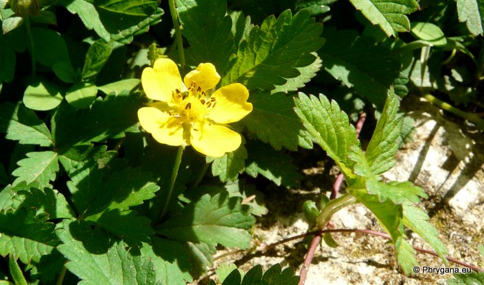 Potentilla reptans L.