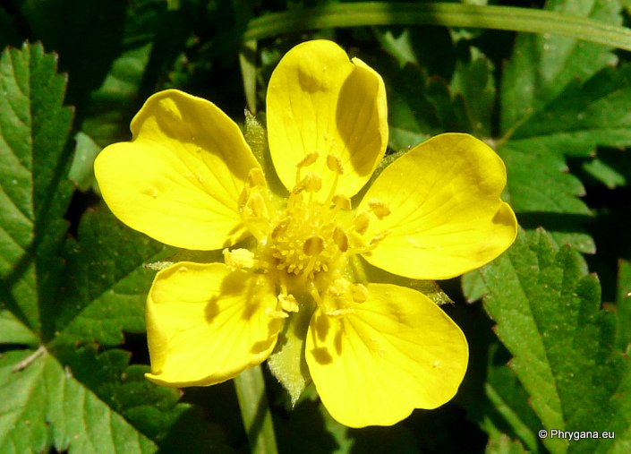 Potentilla reptans L.