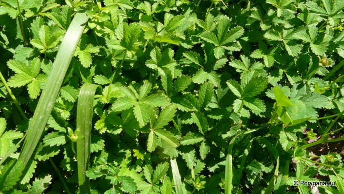 Potentilla reptans L.