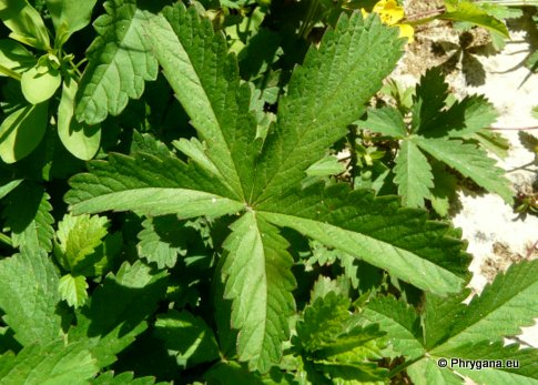 Potentilla reptans L.