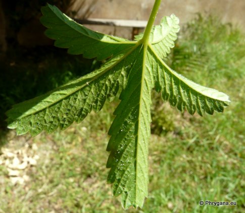 Potentilla reptans L.