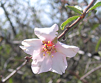 Prunus webbii (SPACH) VIERH.