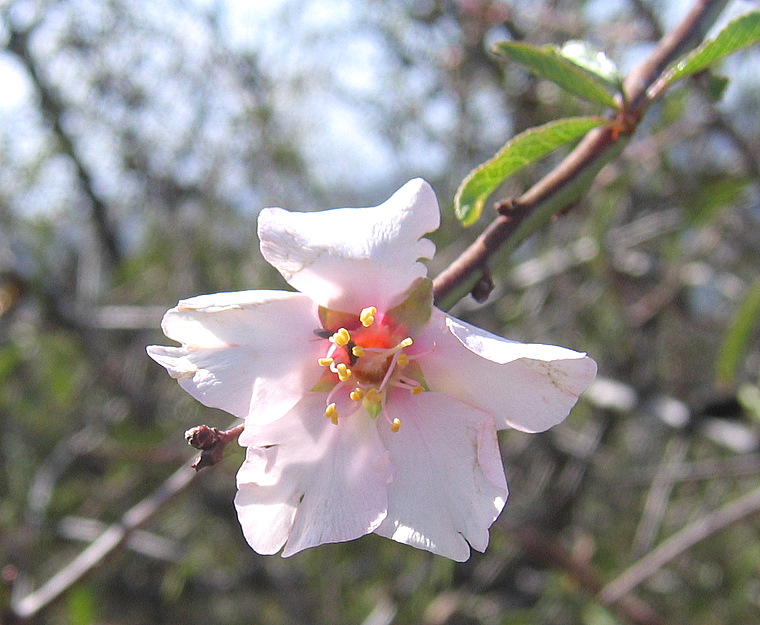 Prunus webbii (SPACH) VIERH.