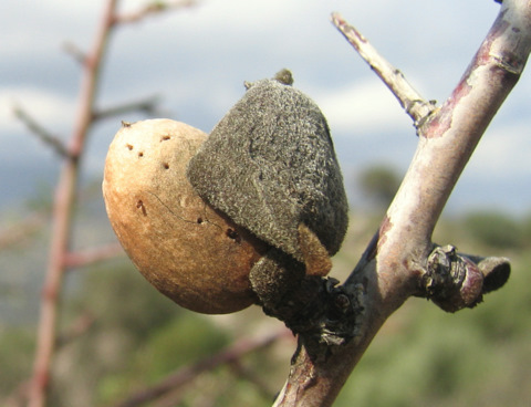 Prunus webbii (SPACH) VIERH.