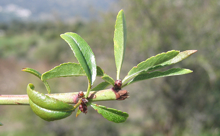 Prunus webbii (SPACH) VIERH.