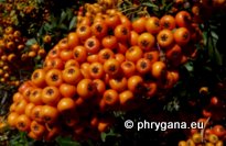 Pyracantha coccinea M. ROEM.