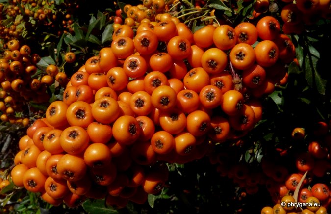 Pyracantha coccinea M. ROEM.