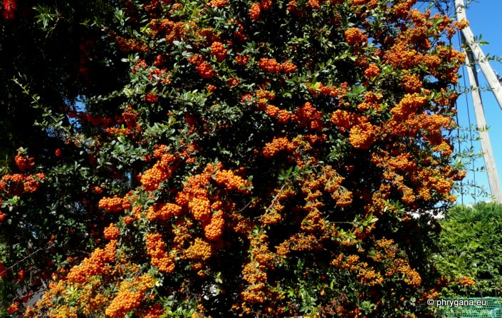 Pyracantha coccinea M. ROEM.