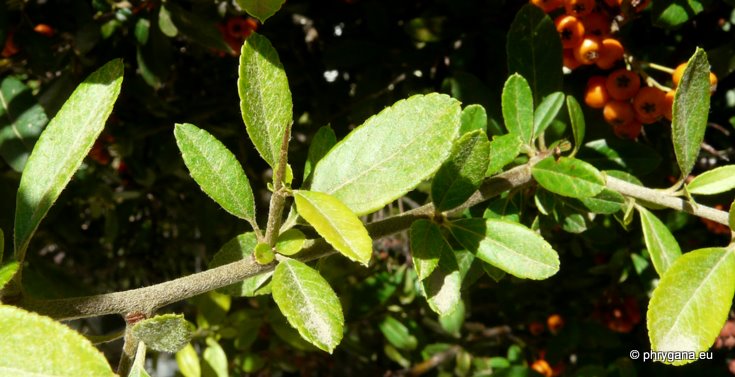 Pyracantha coccinea M. ROEM.