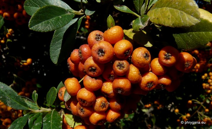 Pyracantha coccinea M. ROEM.