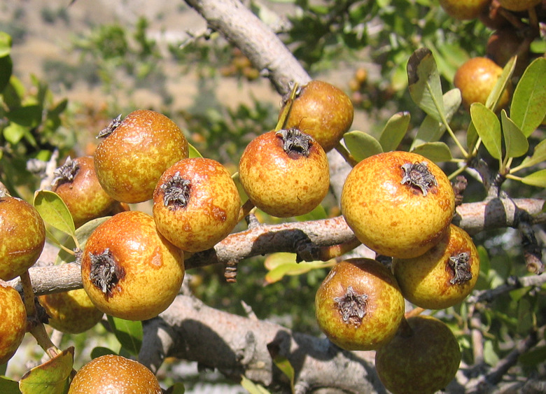 Pyrus spinosa FORSSKÄL