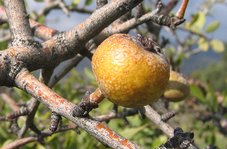 Pyrus spinosa FORSSKÄL