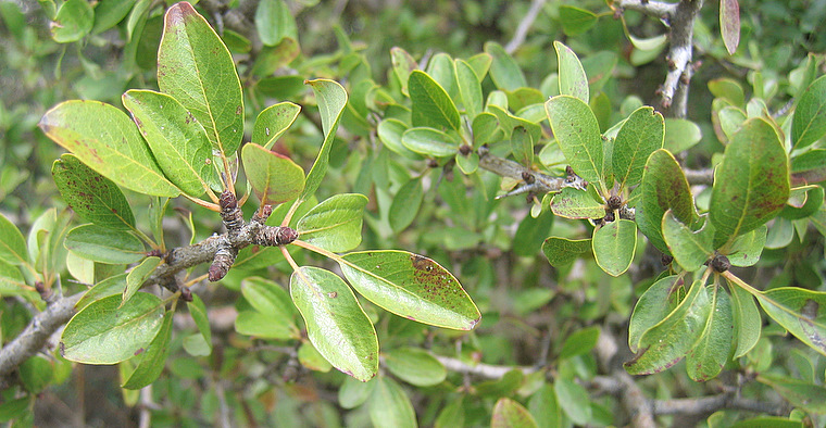 Pyrus spinosa FORSSKÄL