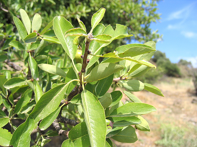 Pyrus spinosa FORSSKÄL