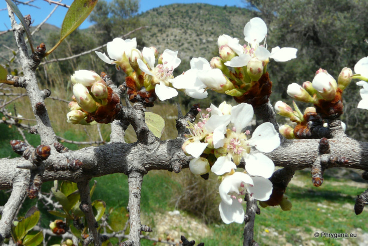 Pyrus spinosa FORSSKÄL