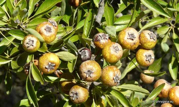 Pyrus spinosa FORSSKÄL