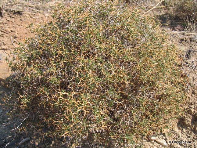 Sarcopoterium spinosum (L.) SPACH