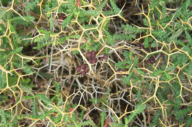 Sarcopoterium spinosum (L.) SPACH