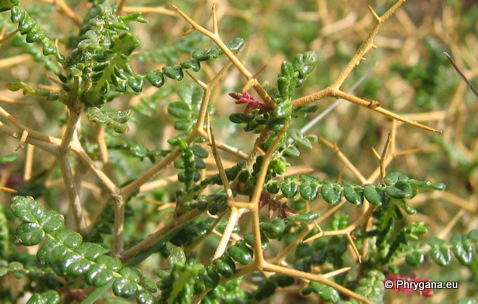 Sarcopoterium spinosum (L.) SPACH