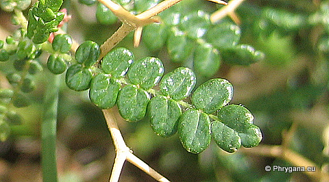 Sarcopoterium spinosum (L.) SPACH