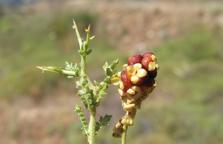 Sarcopoterium spinosum (L.) SPACH