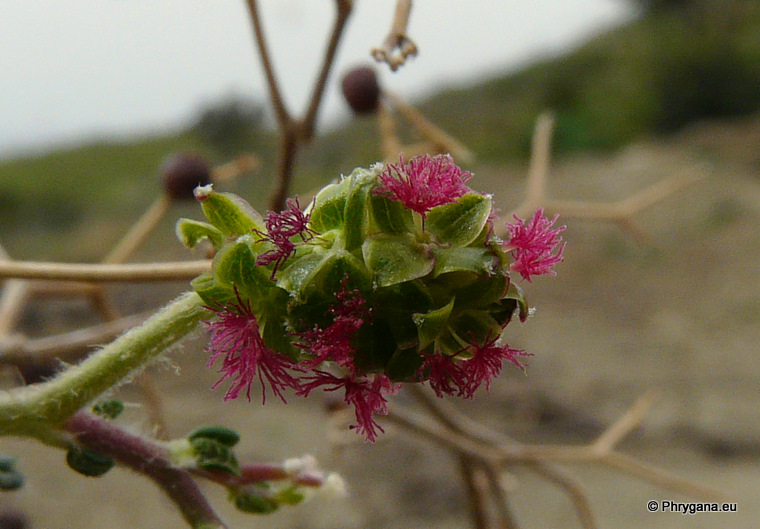 Sarcopoterium spinosum (L.) SPACH