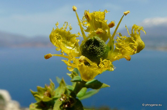 Ruta chalepensis L. subsp. chalepensis