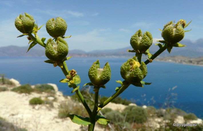 Ruta chalepensis L. subsp. chalepensis