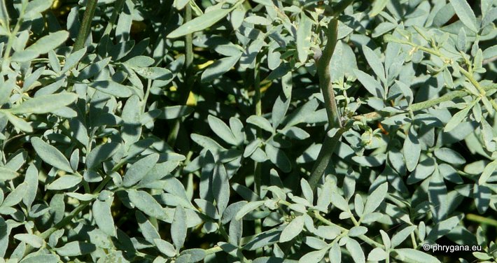 Ruta chalepensis L. subsp. chalepensis